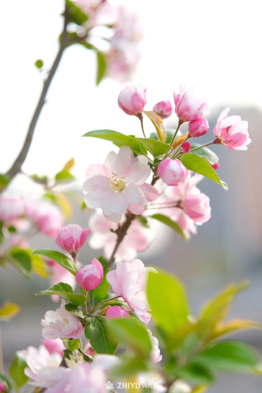 春天海棠花 62