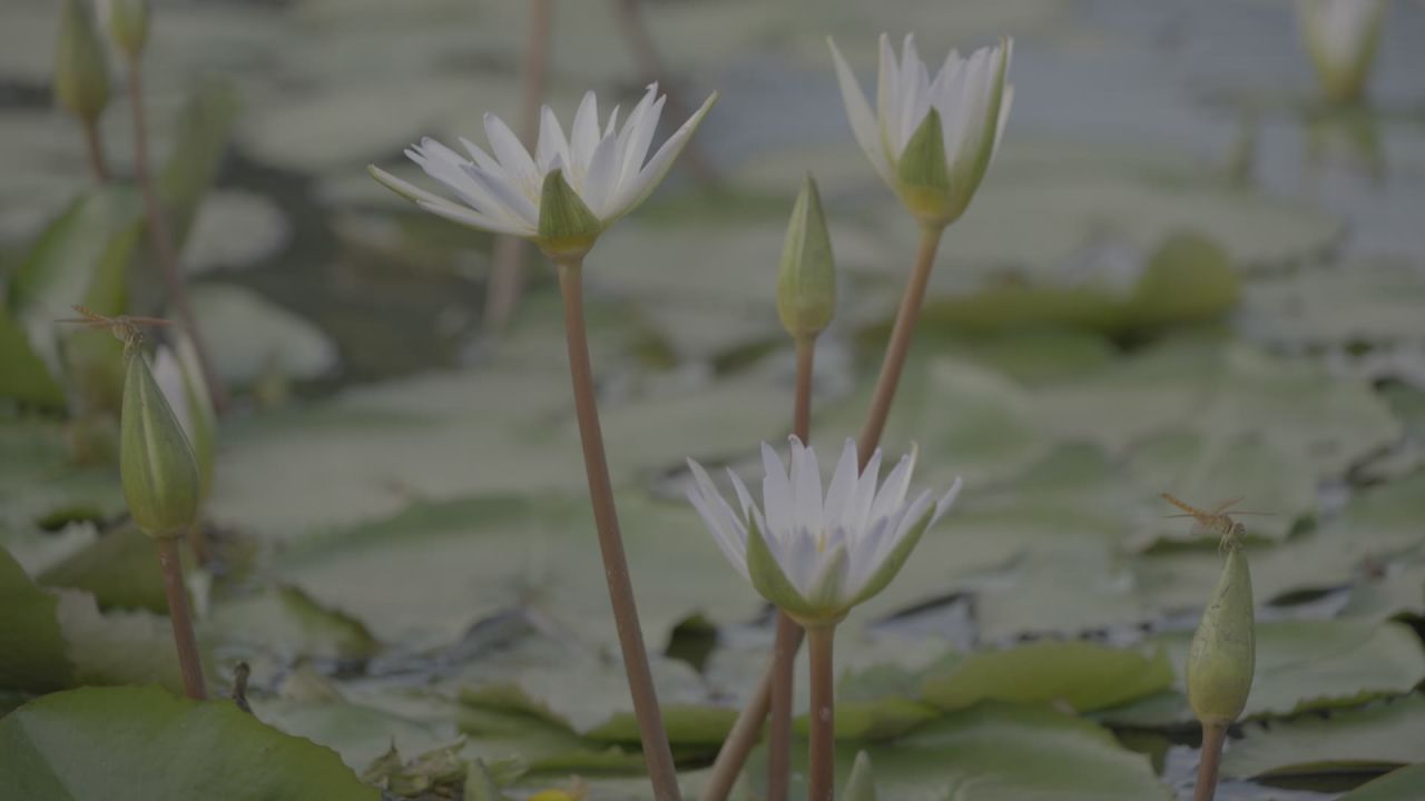 白色睡莲特写