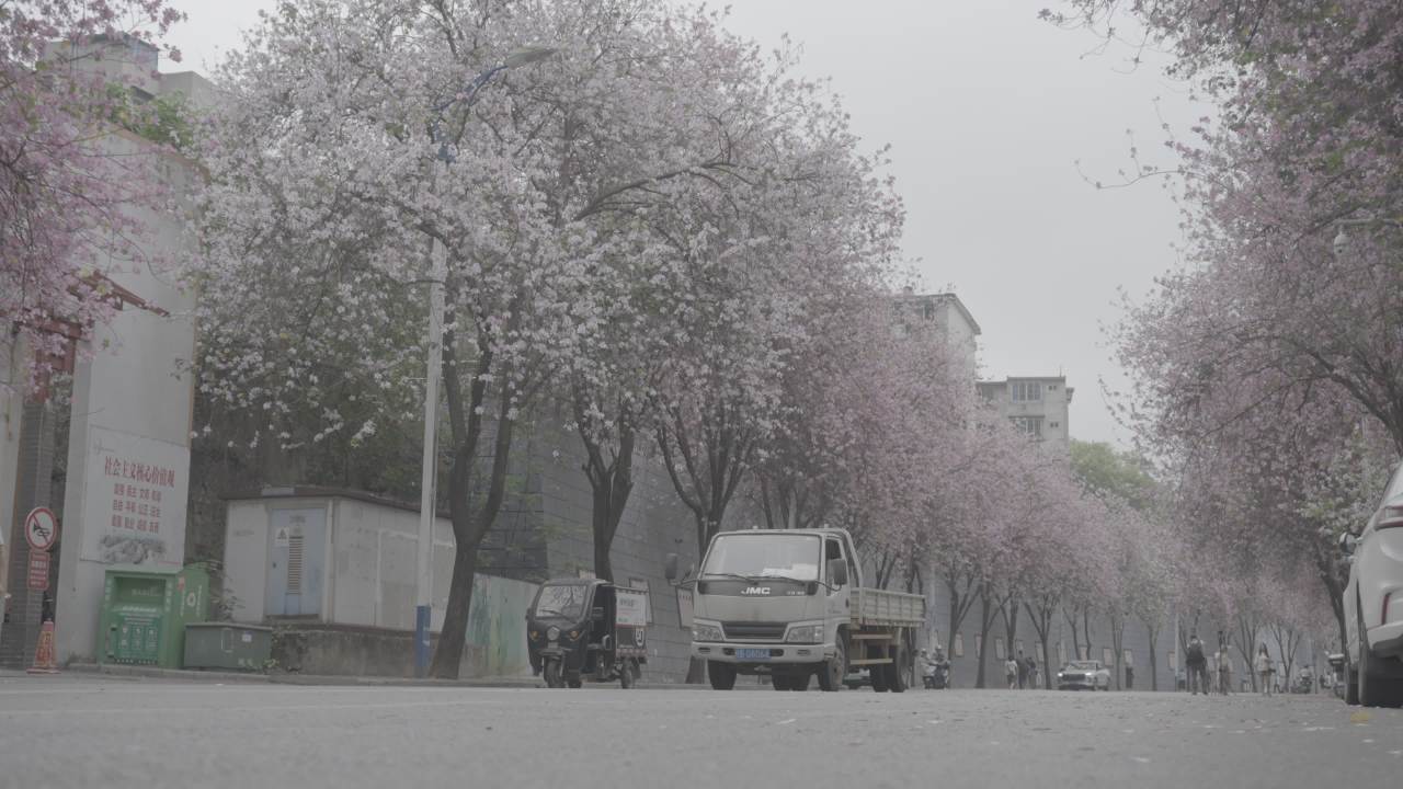 紫荆花 2