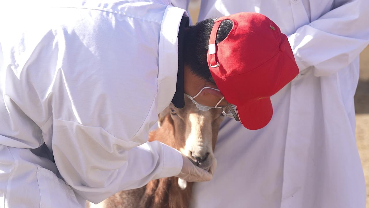 养殖场兽医防疫工作