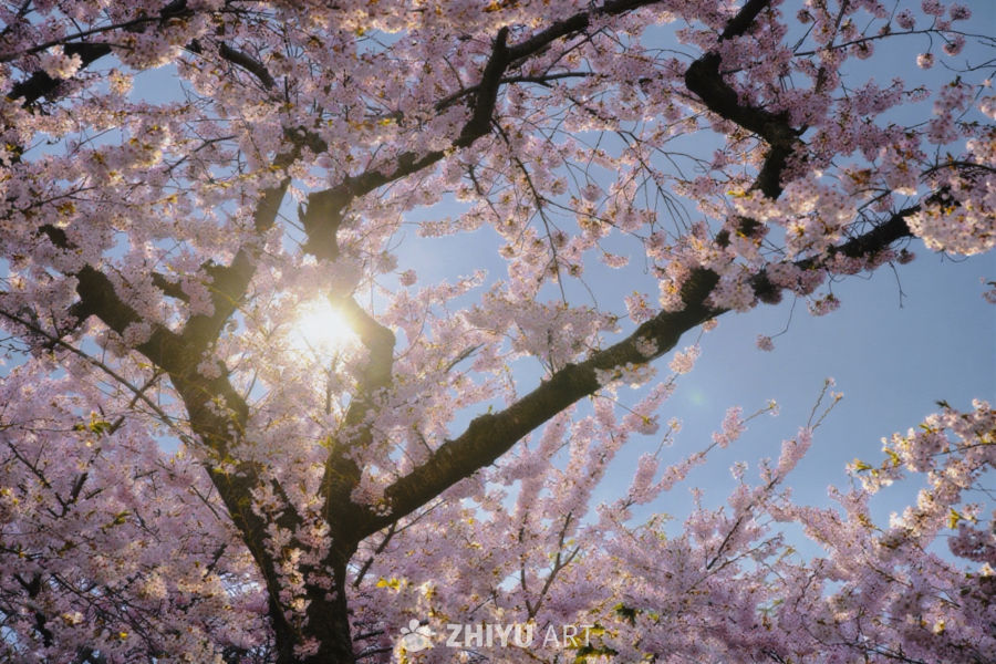 花开了一年又一年，人却数不清是第几个春天