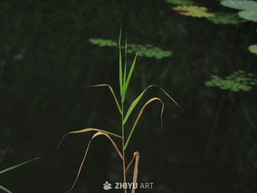 池塘边的芦苇
