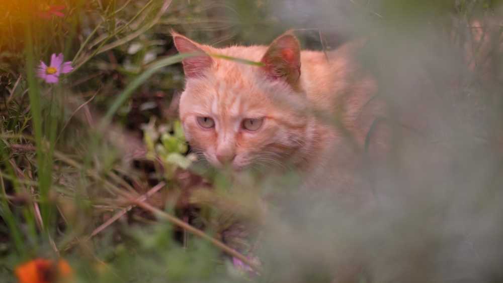 草丛窥猫