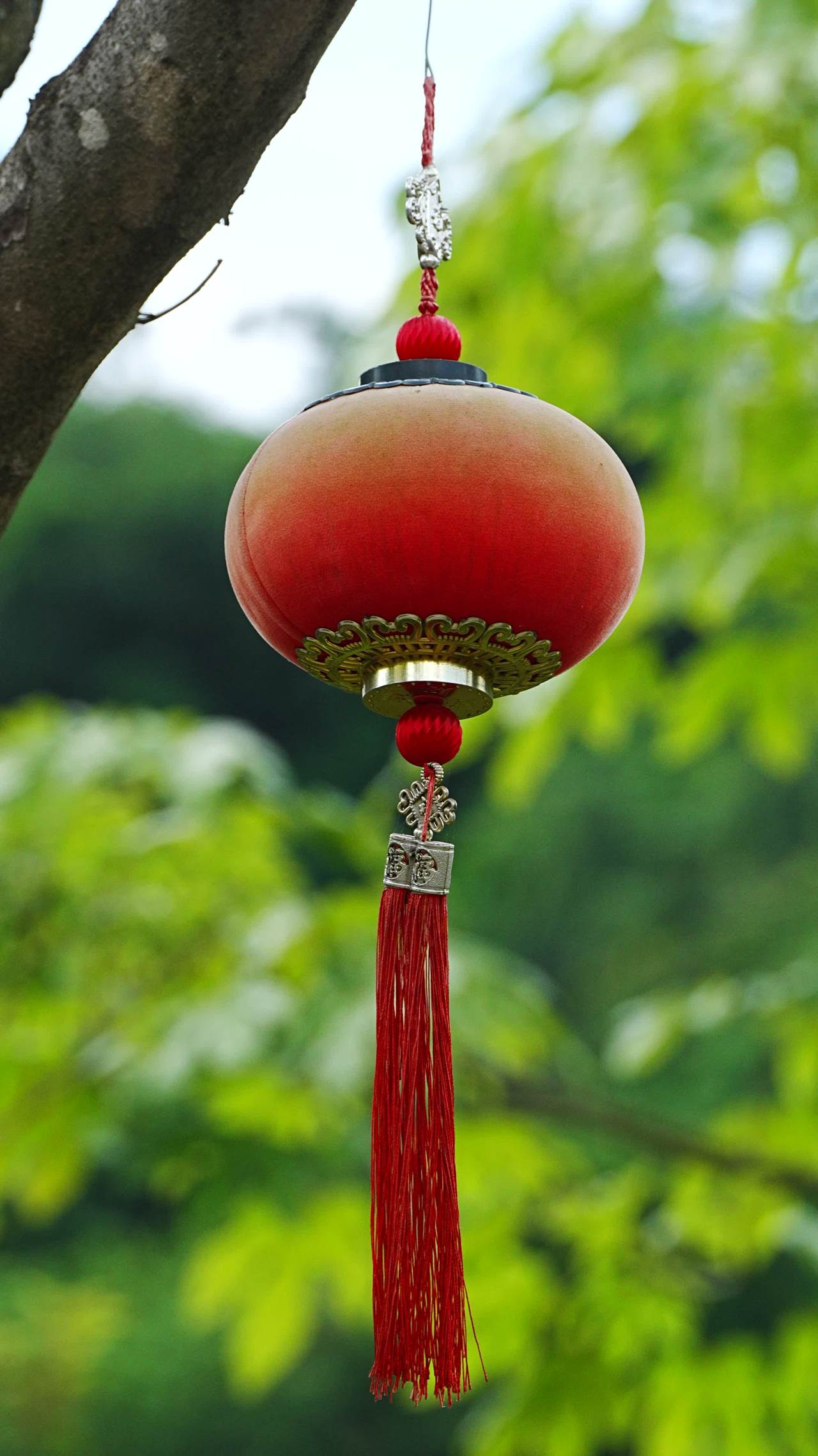 红灯笼与绿叶的和谐之美