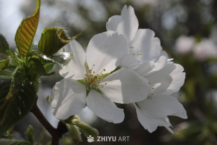 春日樱花绽放