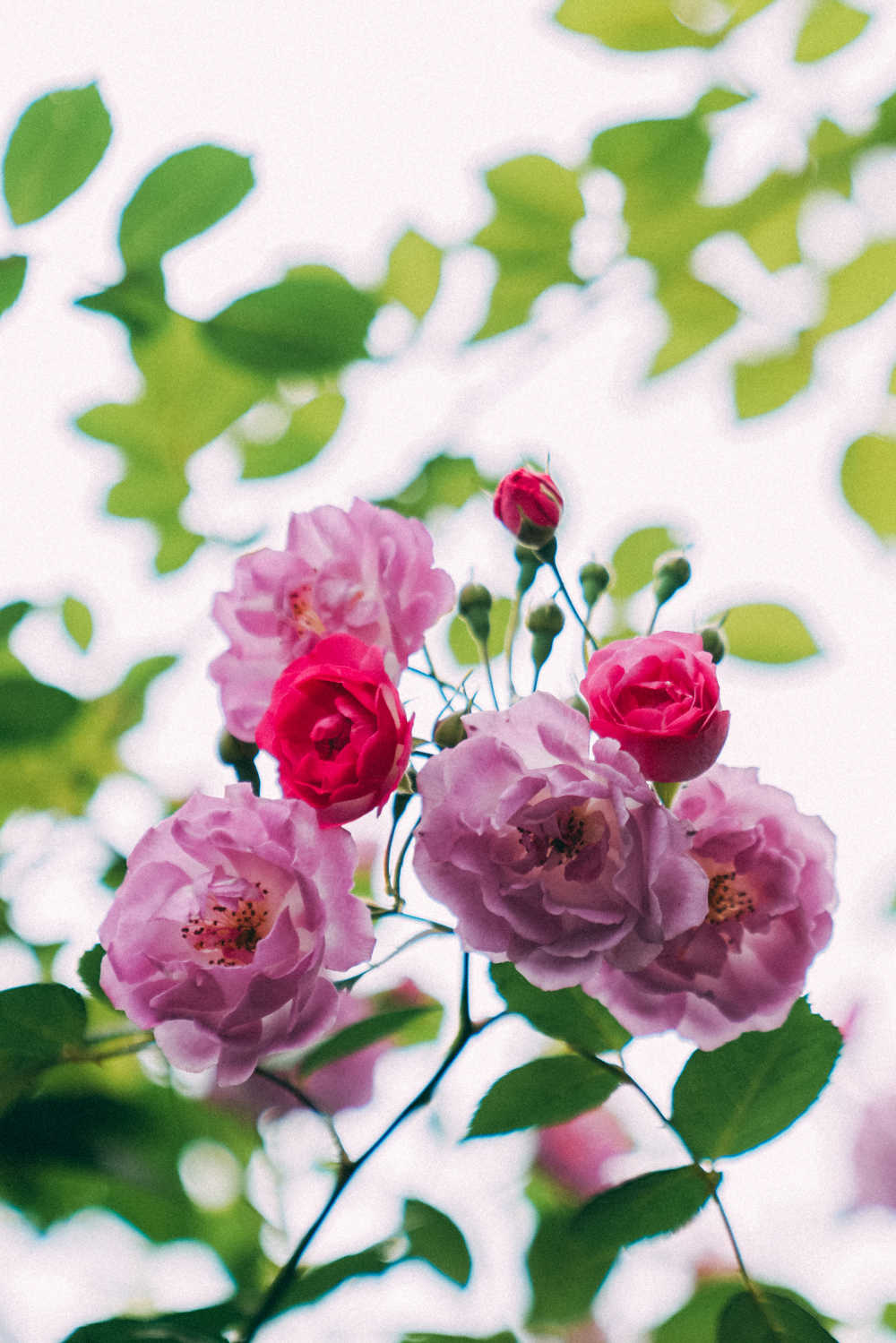 蔷薇花开