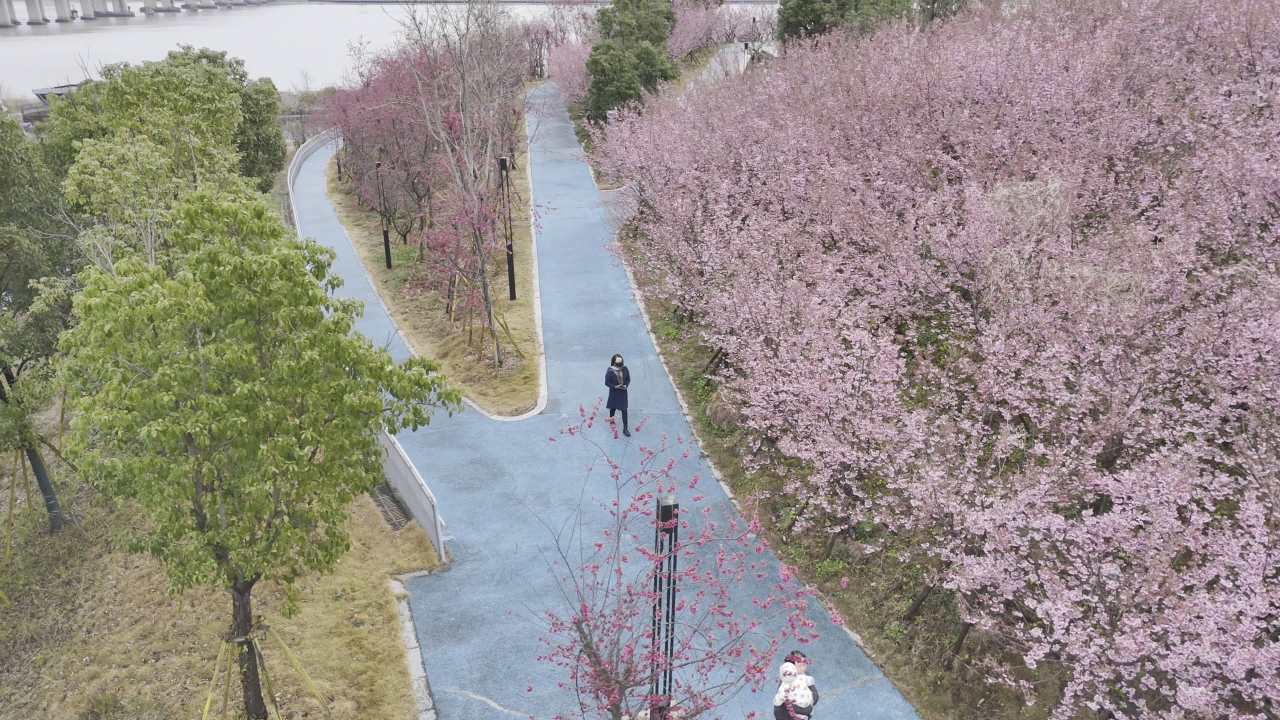 樱花盛开的公园