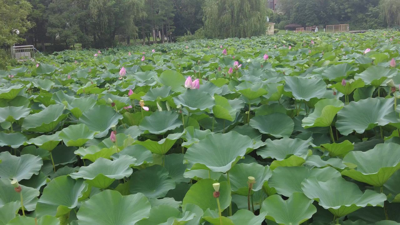 夏日风景蓝天白云荷花荷叶实拍 