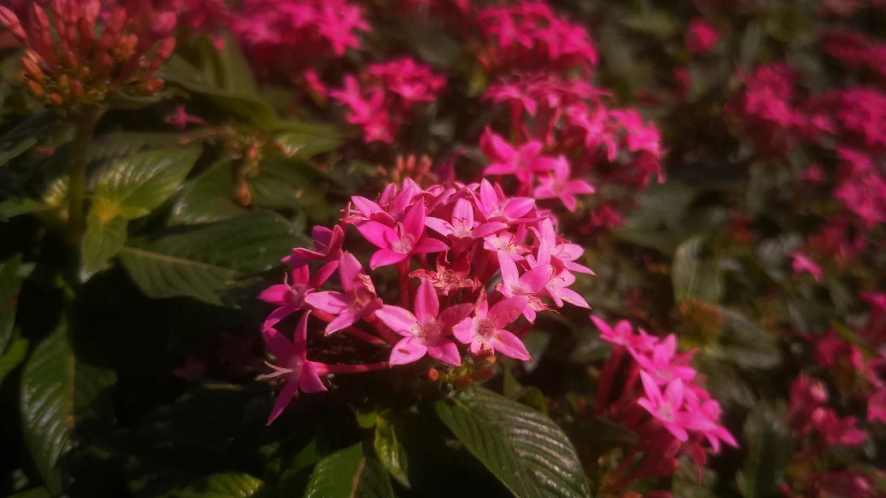 路边 野花 野草 植物 实拍