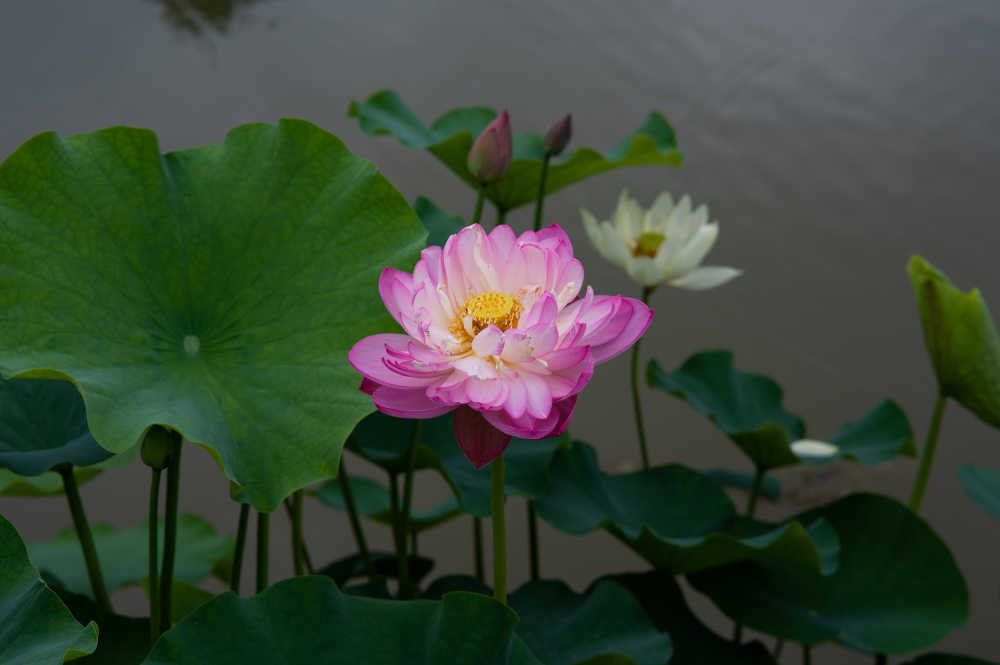 荷花