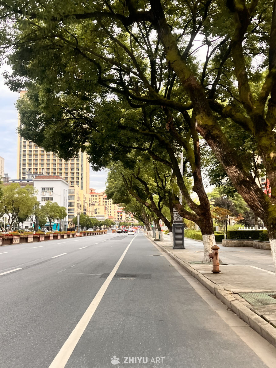 城市绿荫下的宁静街道