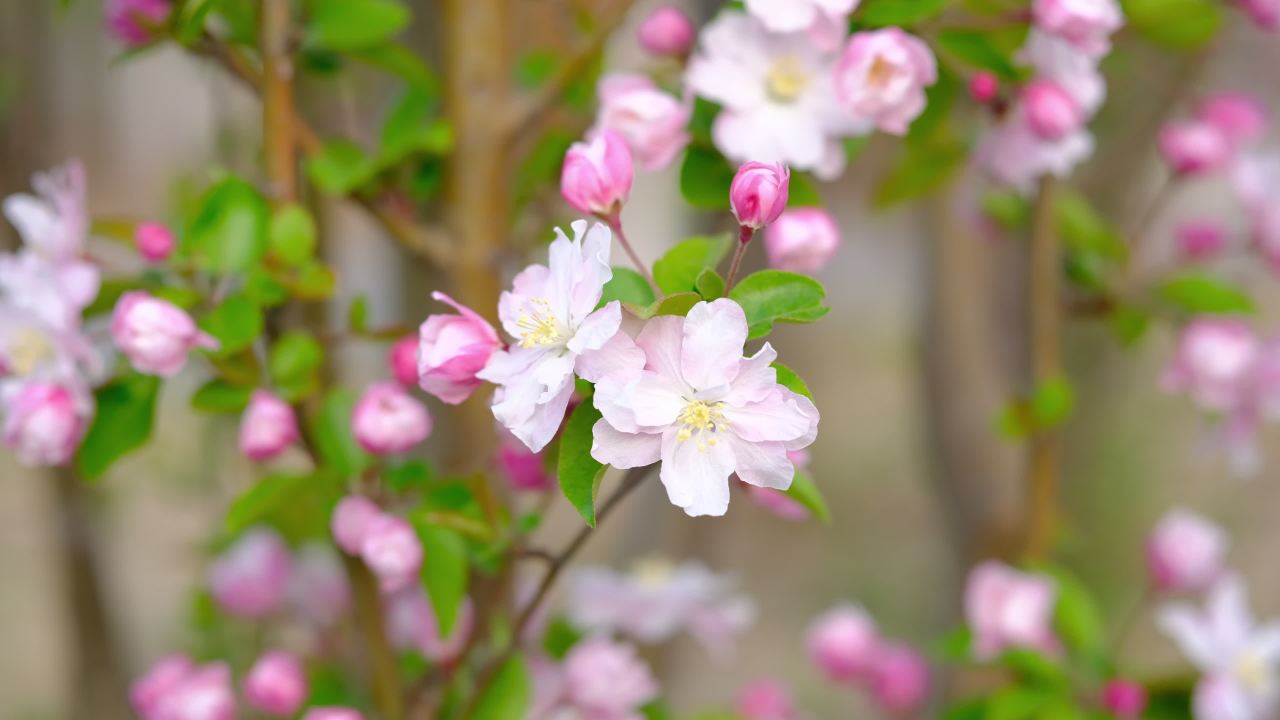花 7
