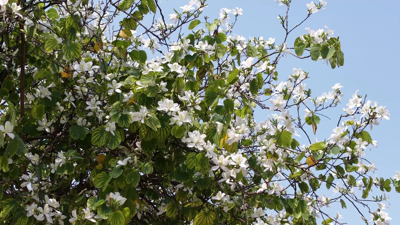 春风中的白花树