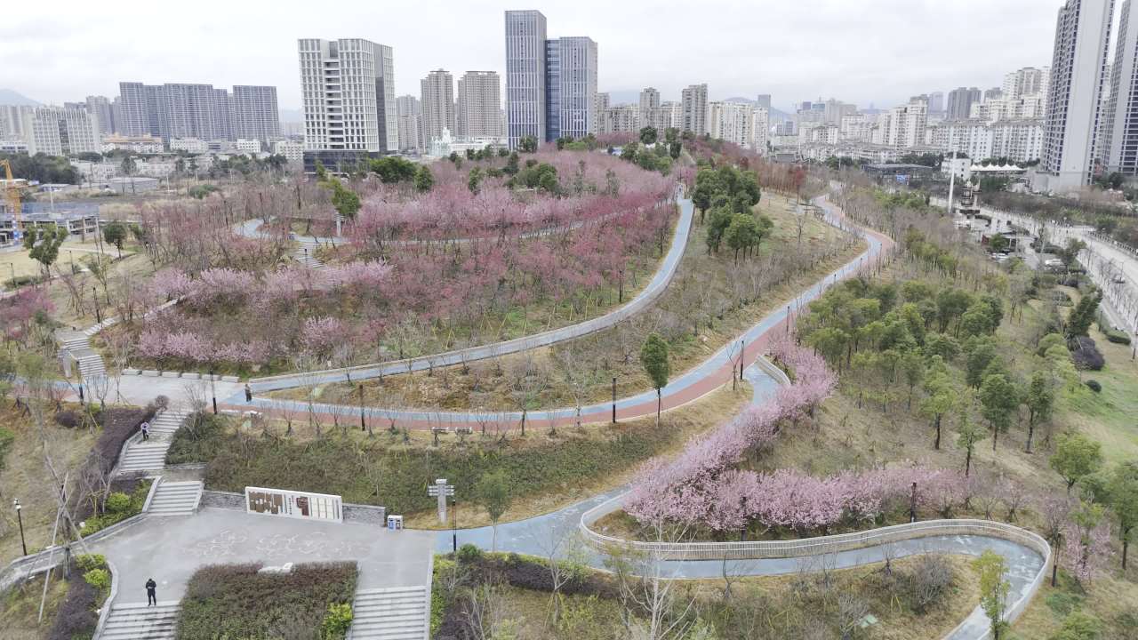 城市中的樱花公园