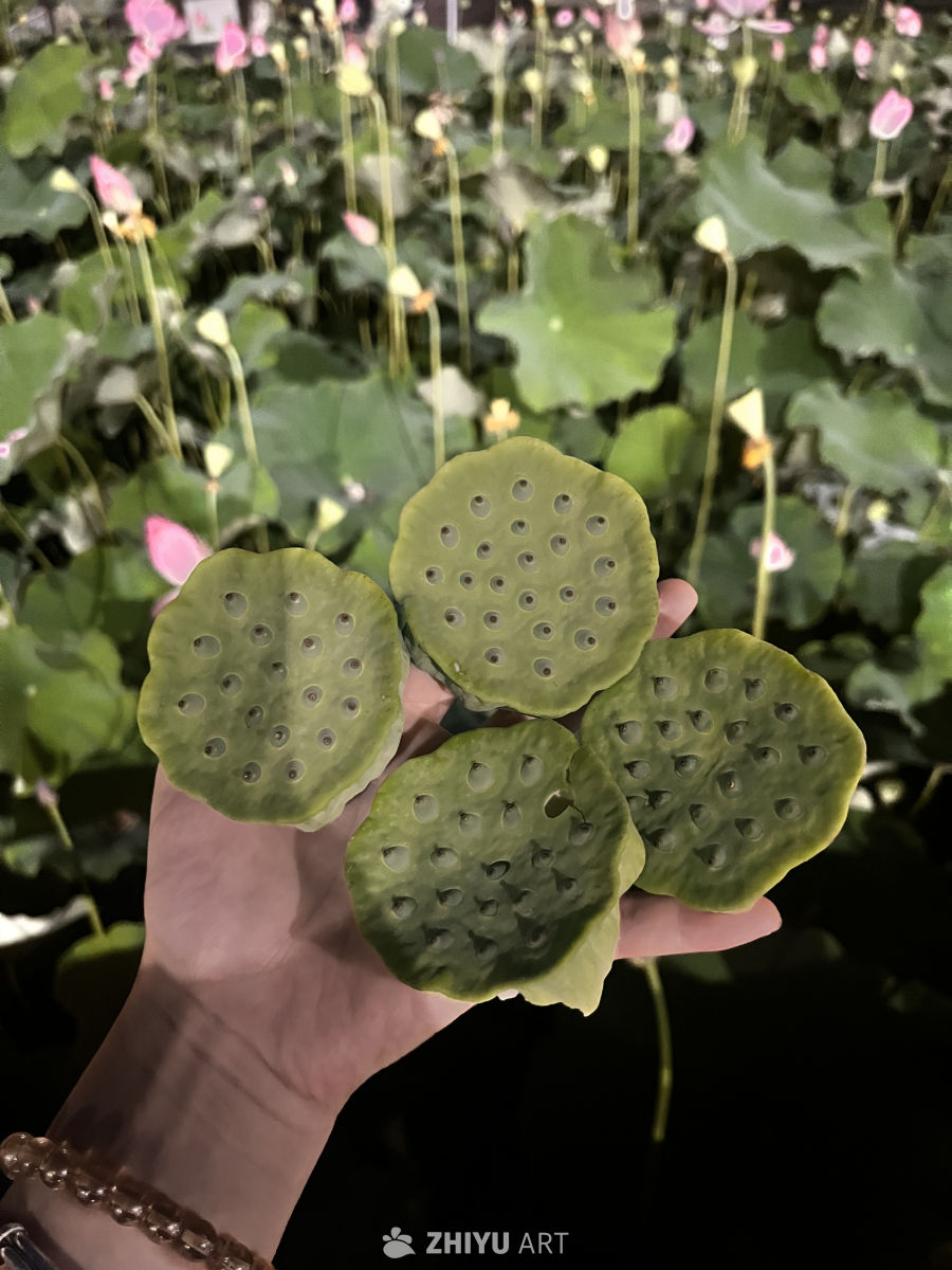 手托莲蓬的宁静时光