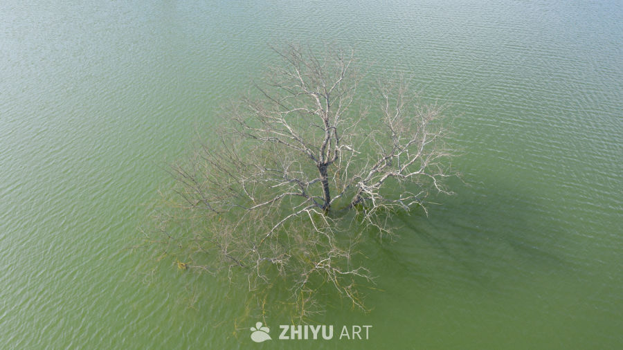 孤树静水间