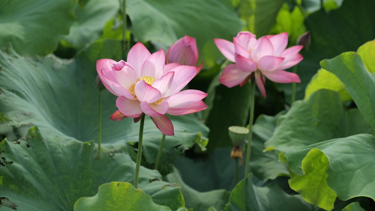 荷花 47