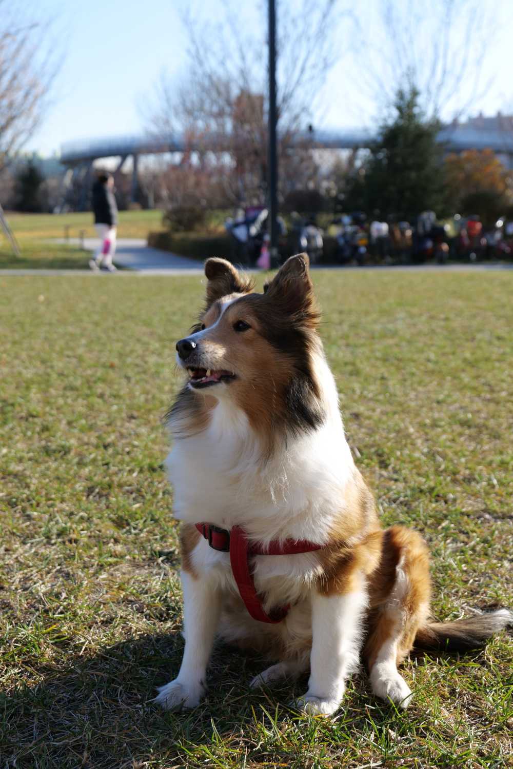 喜乐蒂牧羊犬