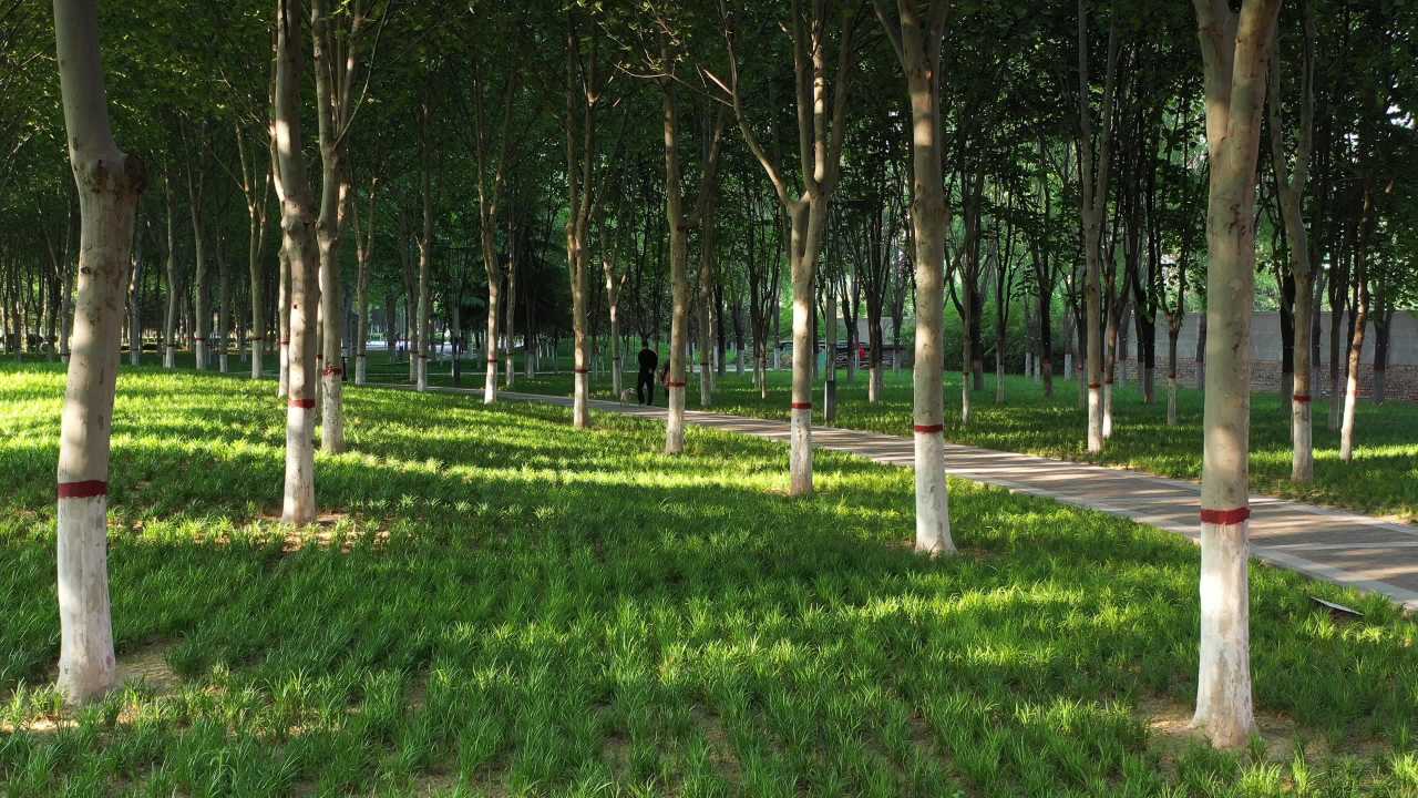 林荫小道