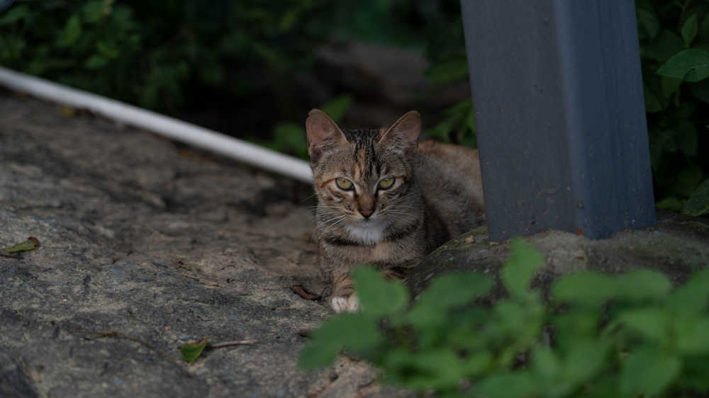 英气逼人的猫咪~