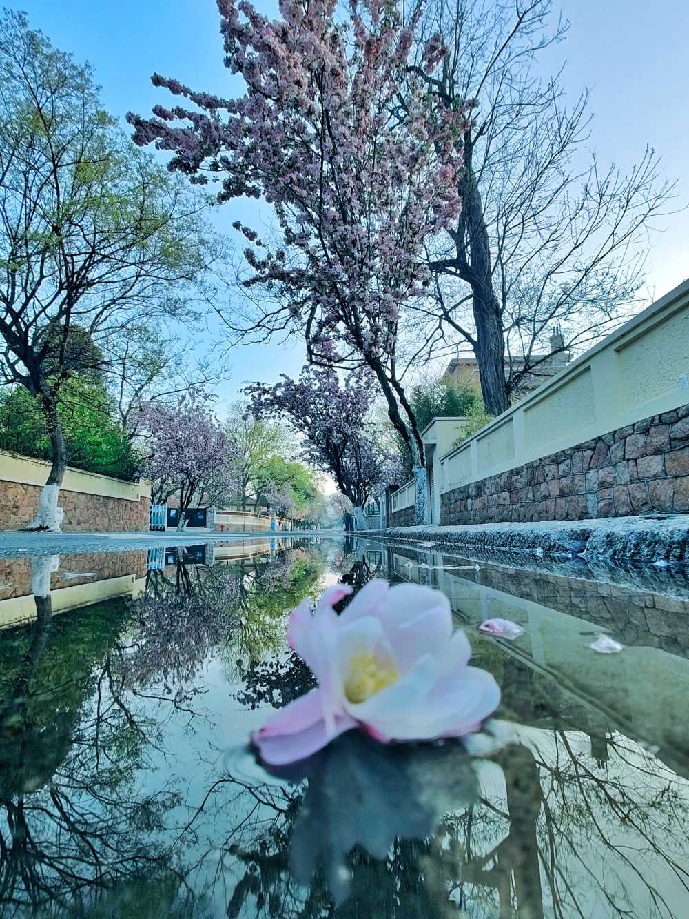 倒影里的海棠花