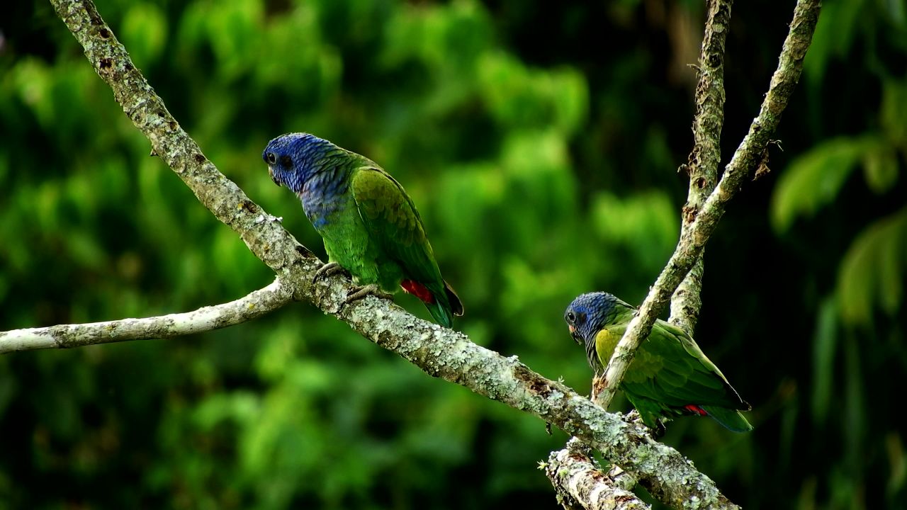 动物绿鹦鹉哥伦比亚