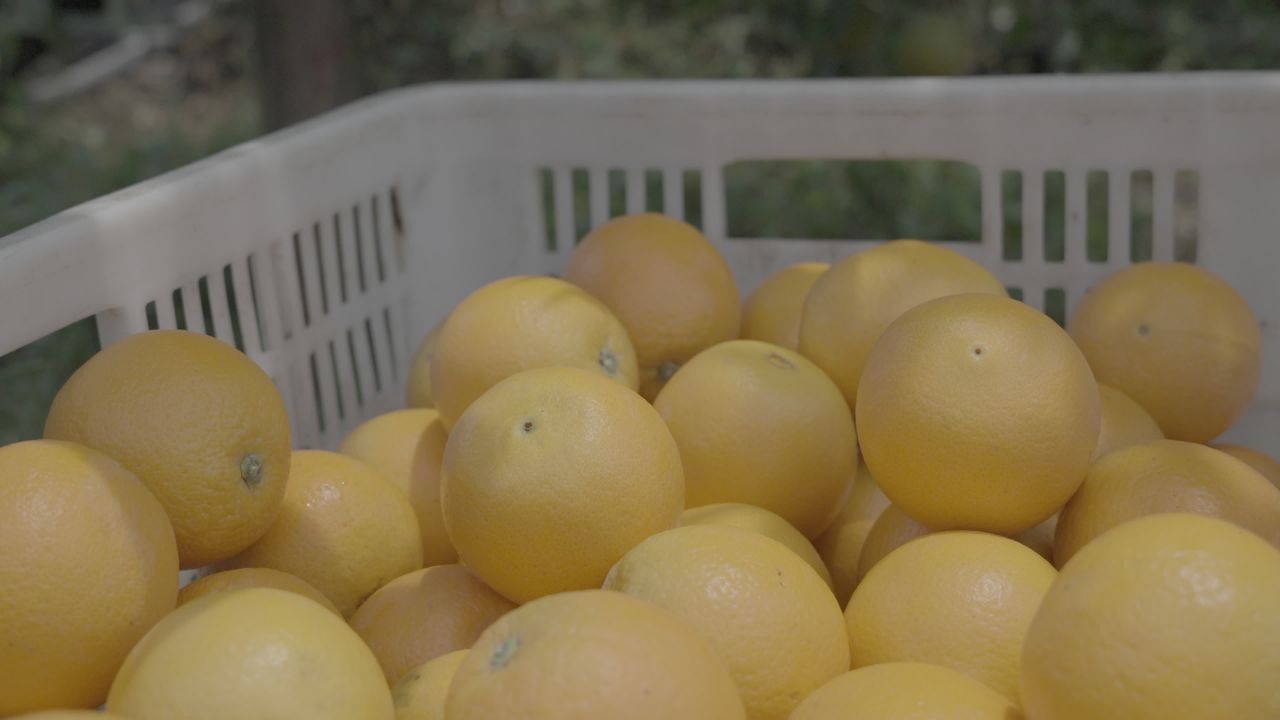 采摘新鲜橙子