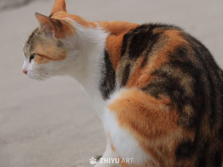 三色猫的侧脸特写
