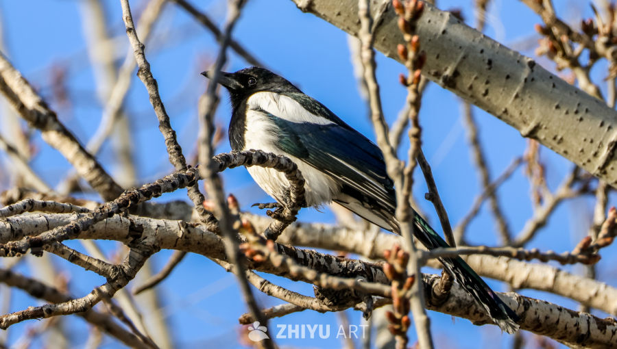 喜鹊栖枝春意浓