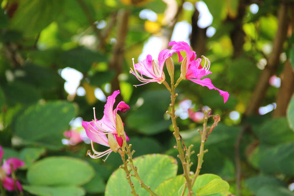 红花羊蹄甲花开