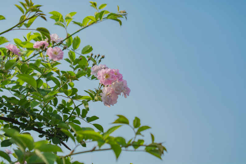 蔷薇与蓝天