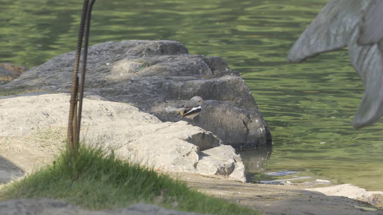 杨府山公园观鸟 14