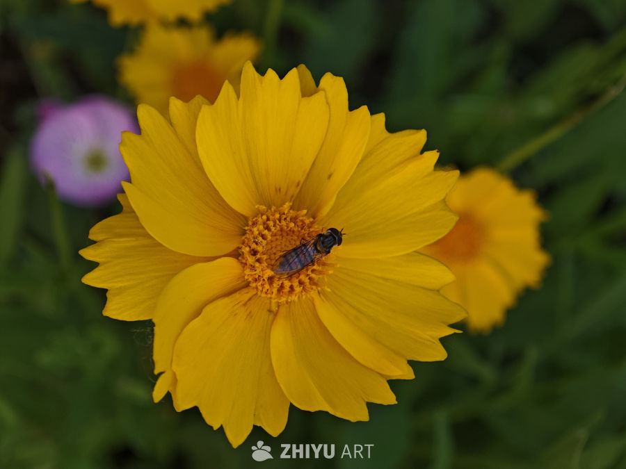 阳光下的花与蜂