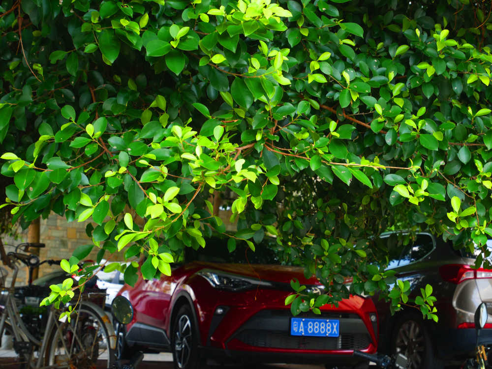 榕树与车