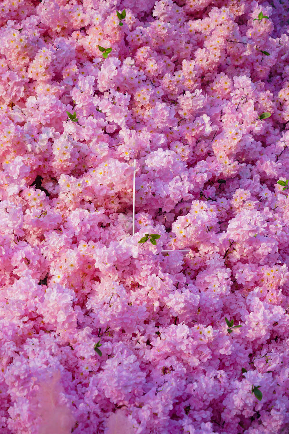 樱花海洋