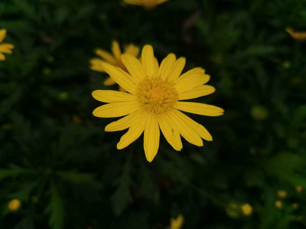 菊