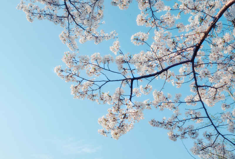春日的花
