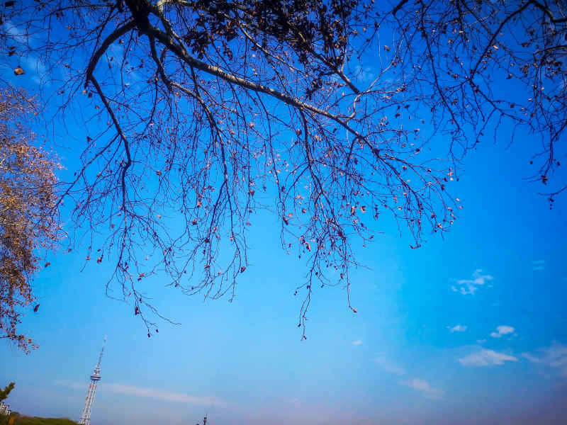 蓝天下枯树枝掉落树叶秋景摄图  
