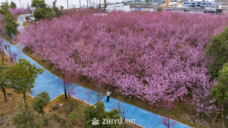 樱花盛开的公园