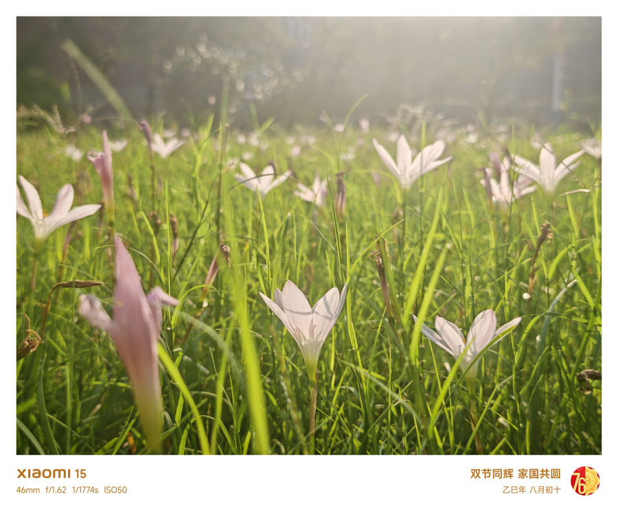 阳光下的花草地