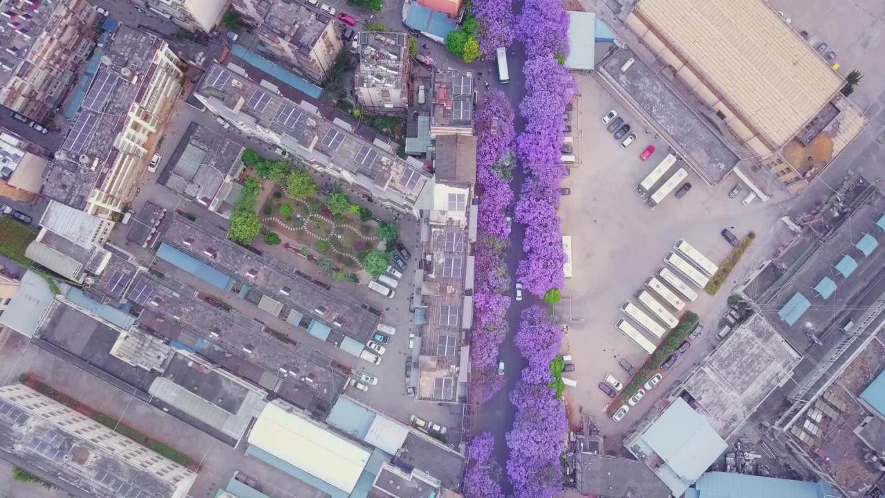 城市中的紫色花海