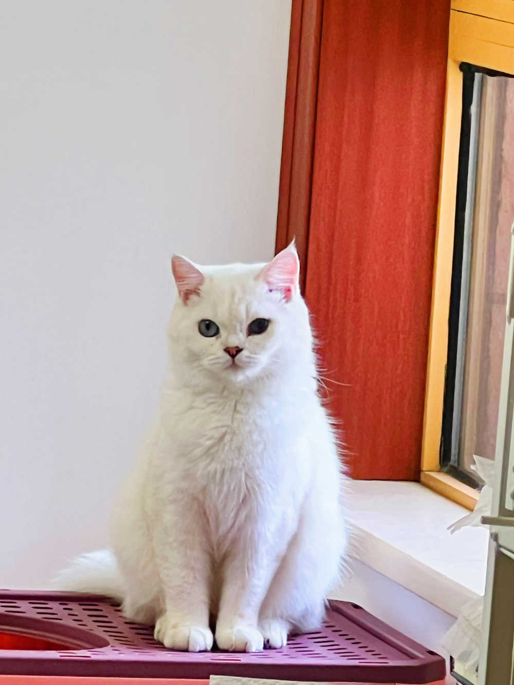 猫咪