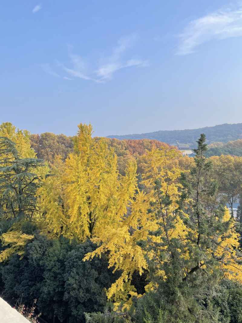 武汉-枫叶美景