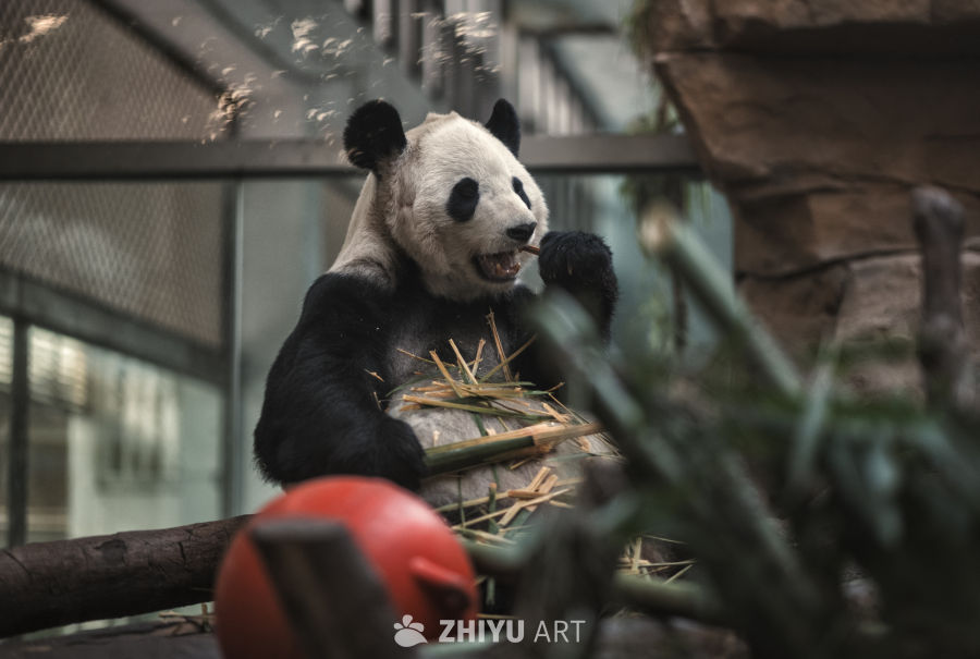 国宝大熊猫阳浜 
