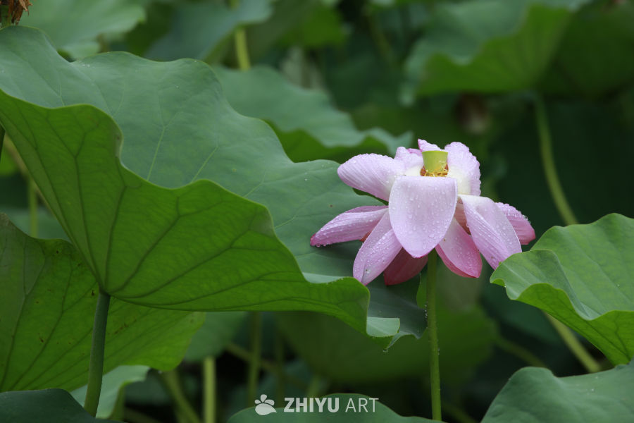 雨后荷花