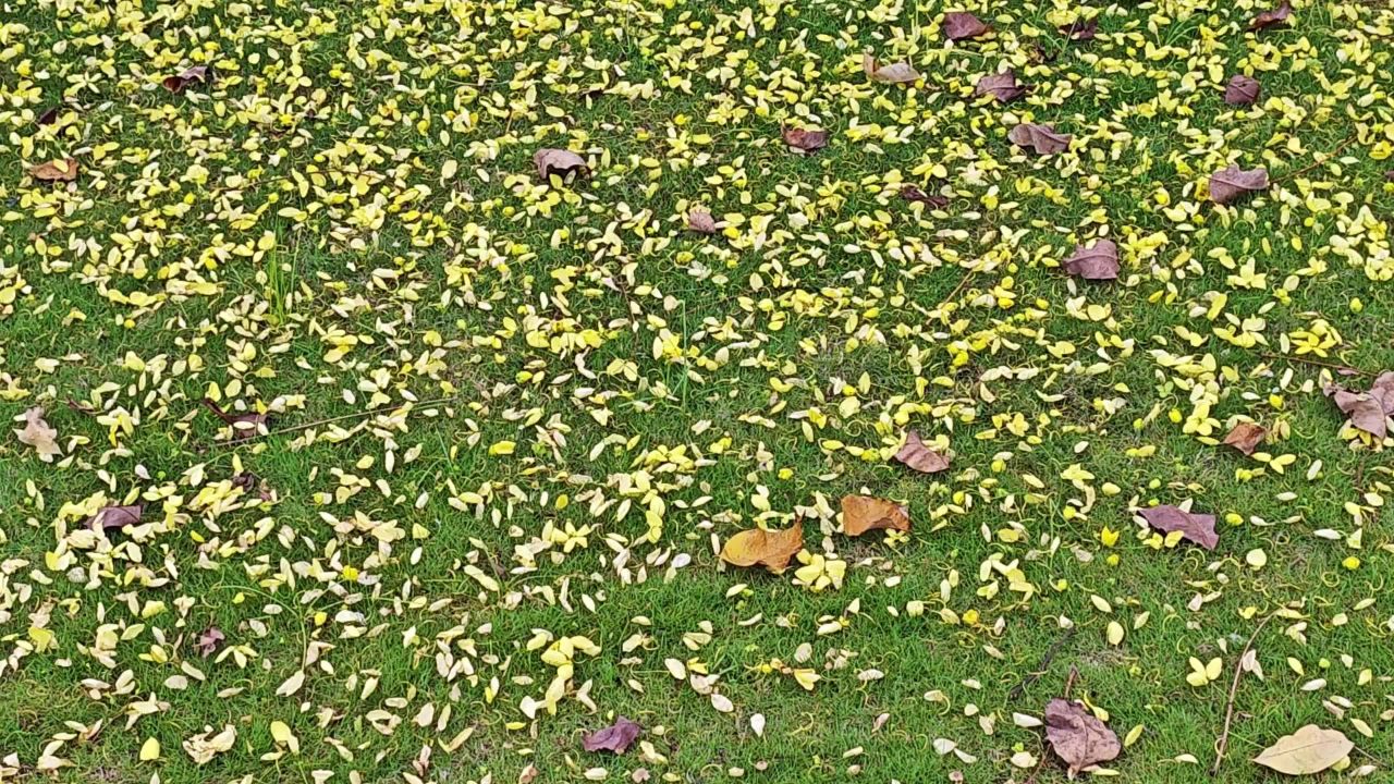 4K黄花满地黄金雨腊肠树