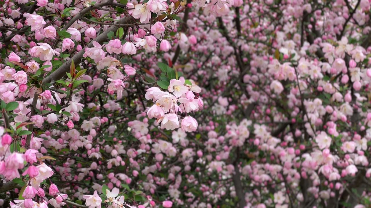 樱花盛开时