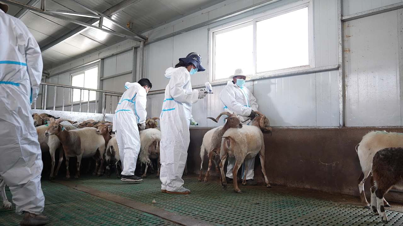 畜牧兽医团队工作记录