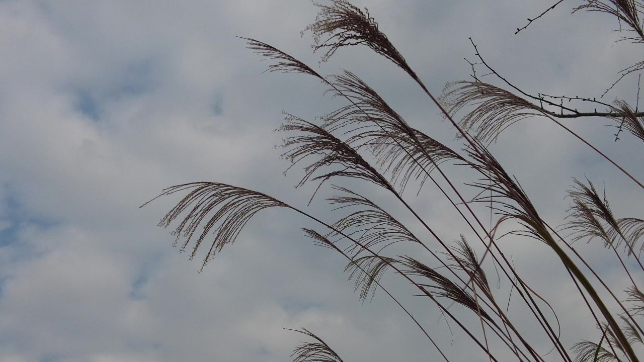 枯萎芦苇植物实拍