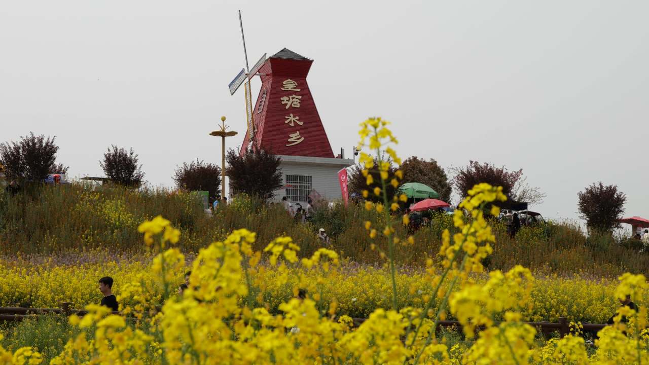 金色花海 9